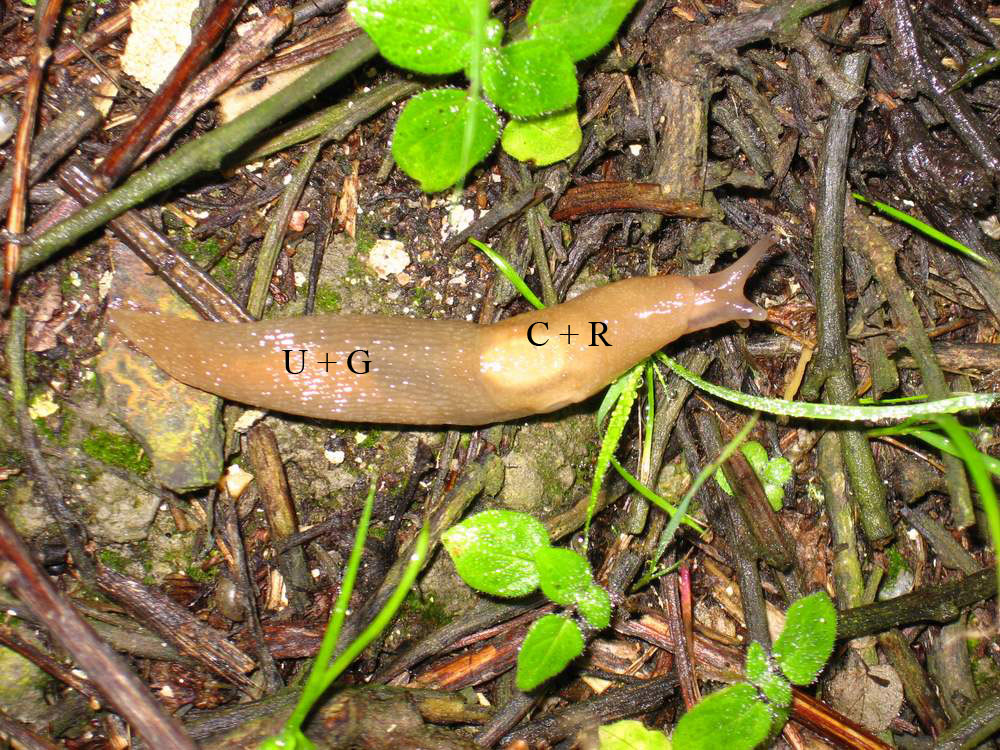 Lehmannia sp. da La Maddalena (Sardegna)